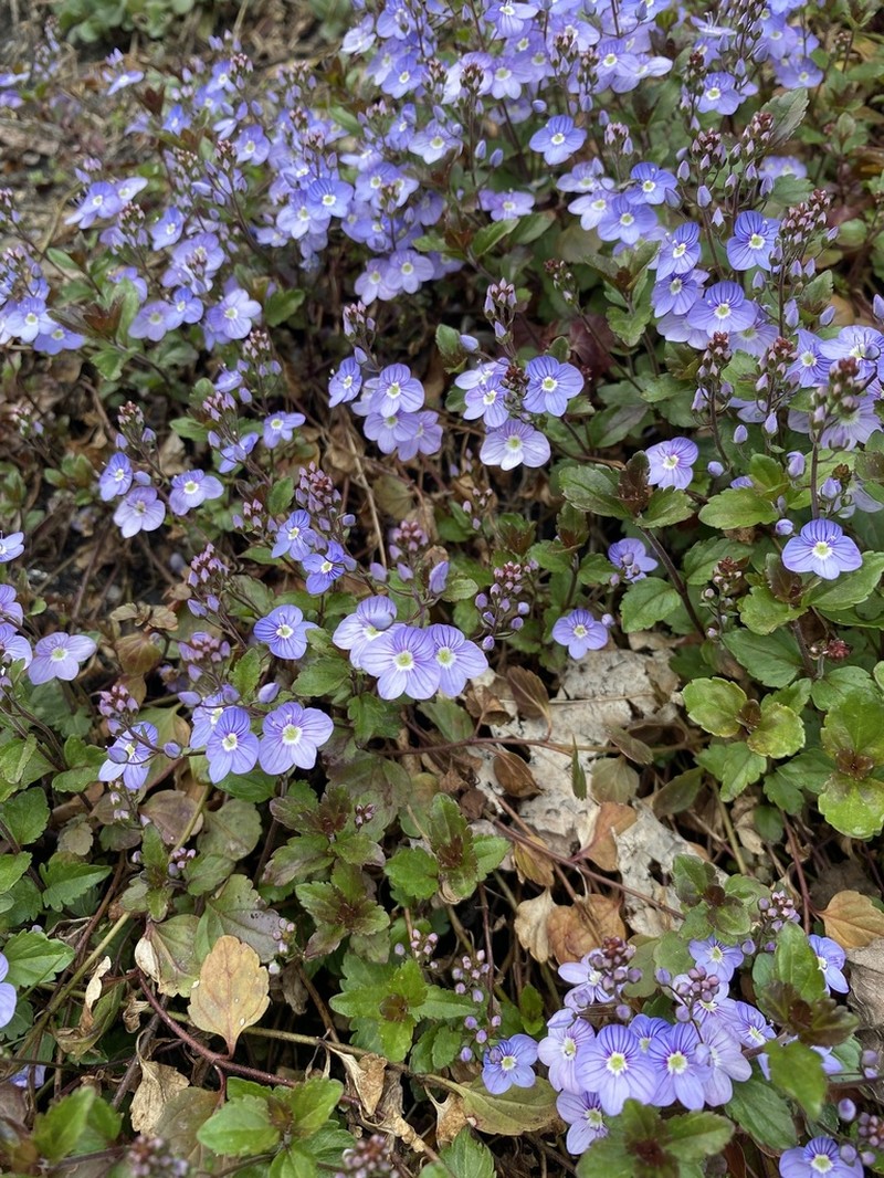 Veronica petraea photo 5