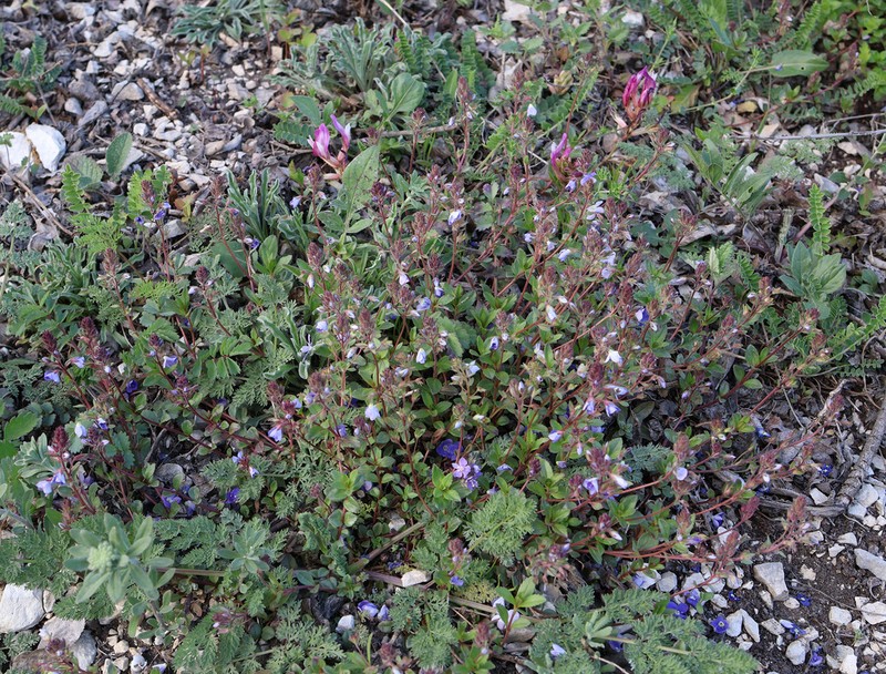 Veronica petraea photo 6