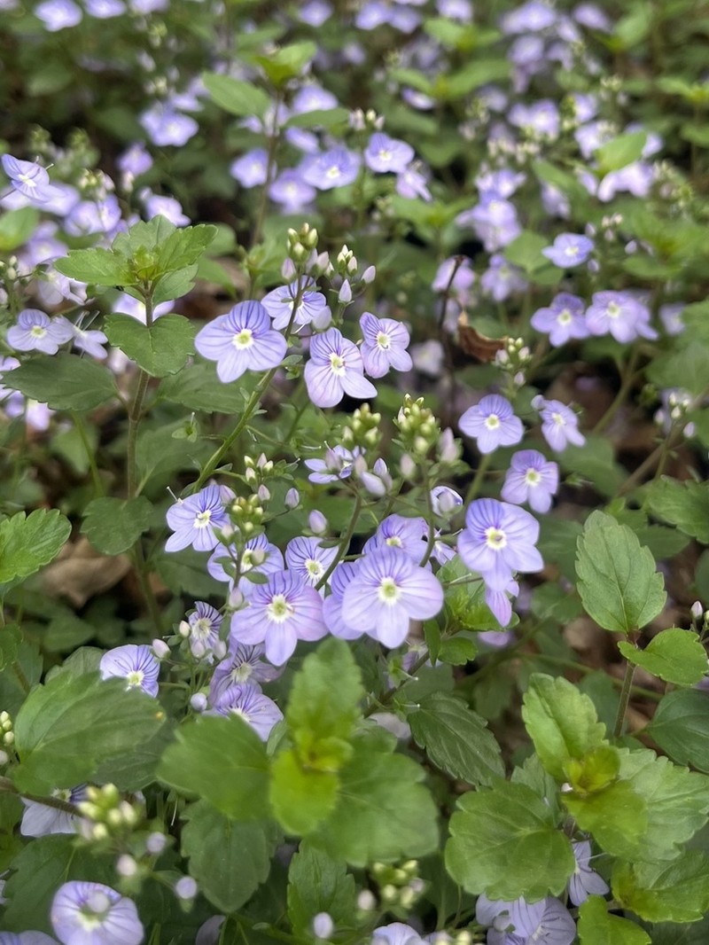 Veronica petraea photo 7