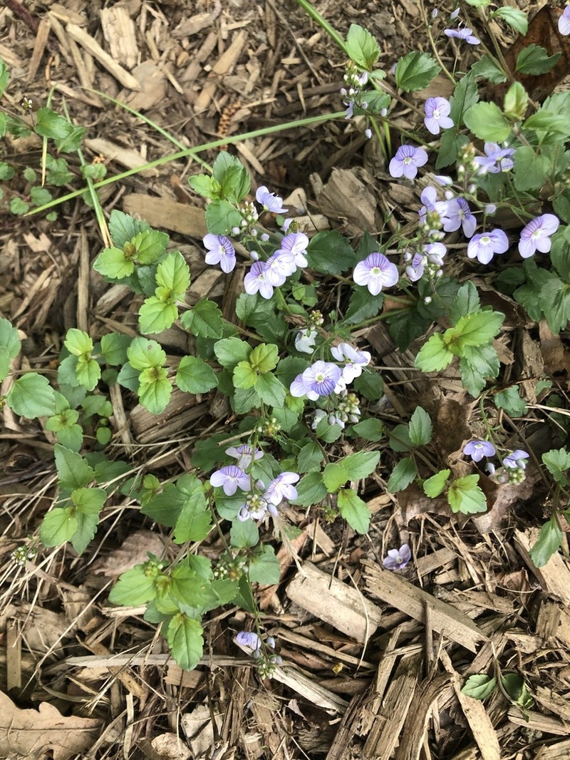 Veronica petraea photo 8