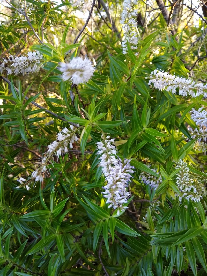 Veronica phormiiphila