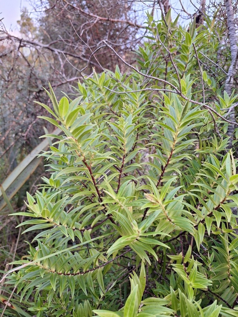 Veronica phormiiphila photo 3