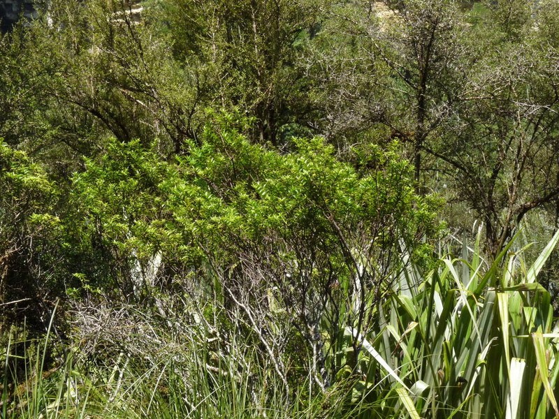 Veronica phormiiphila photo 4