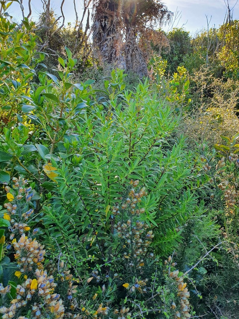 Veronica phormiiphila photo 5