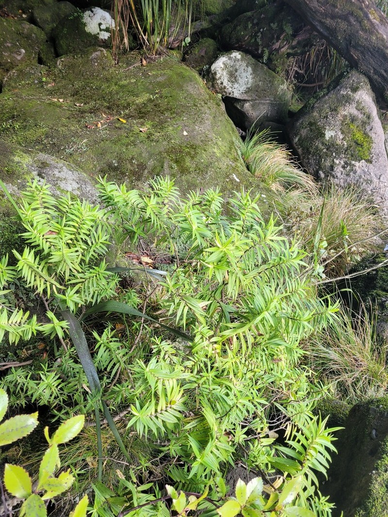 Veronica phormiiphila photo 6