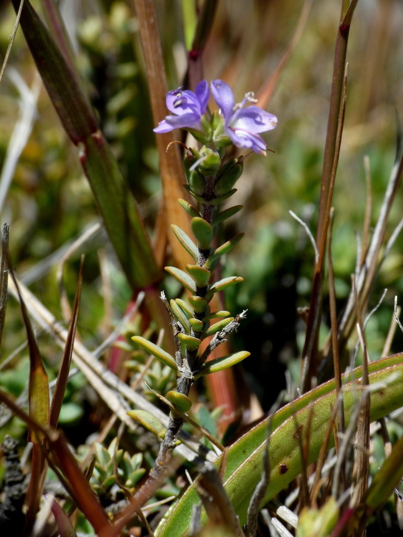 Veronica pimeleoides photo 2