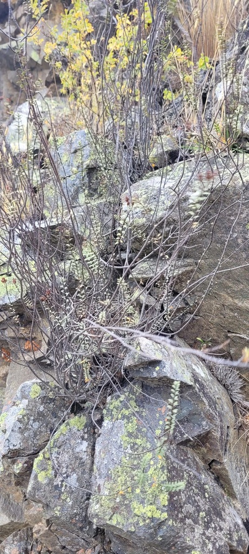 Veronica pimeleoides photo 3