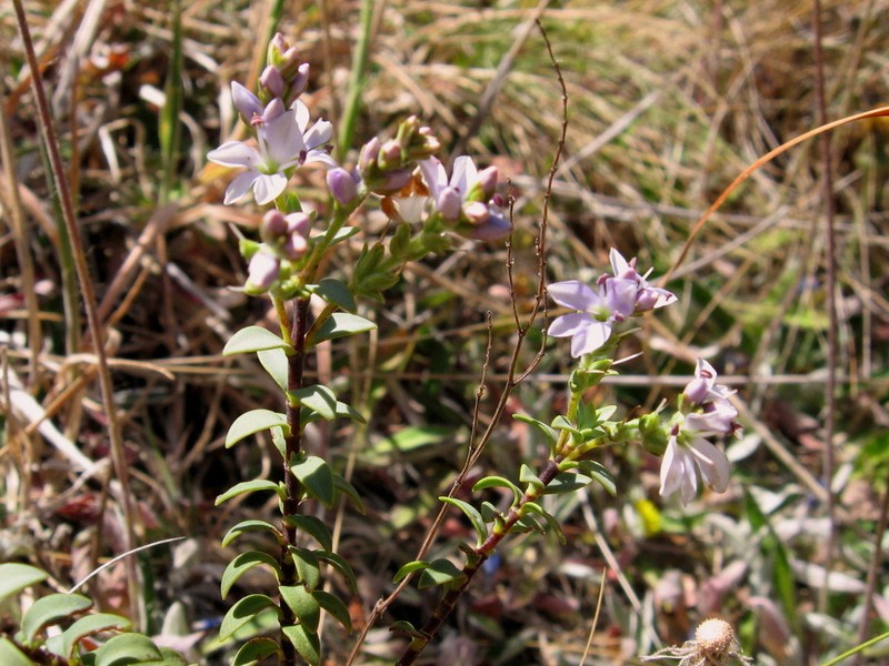 Veronica pimeleoides photo 4