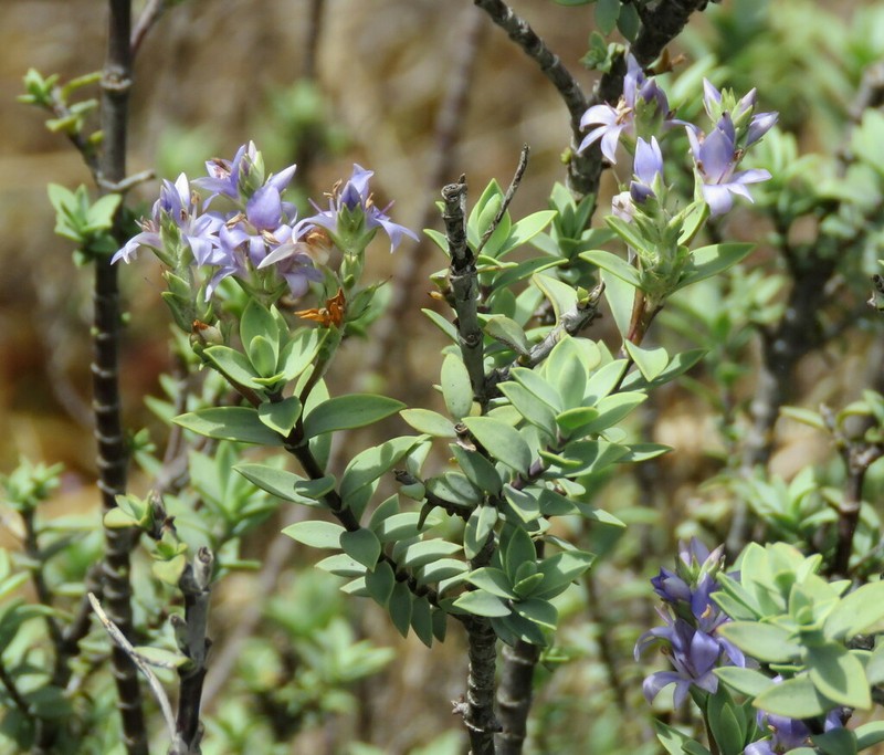 Veronica pimeleoides photo 5