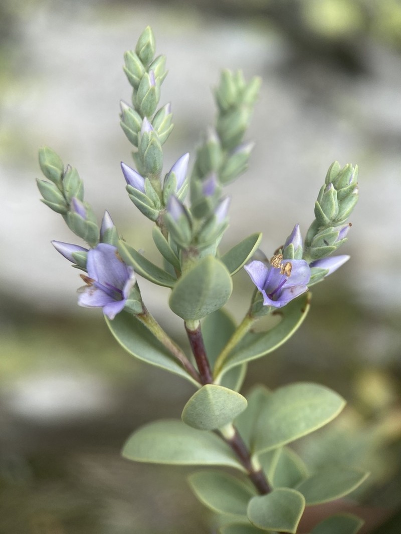 Veronica pimeleoides photo 6
