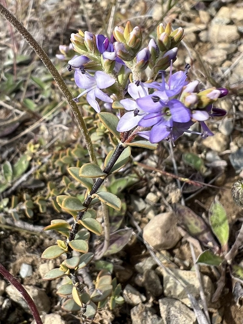 Veronica pimeleoides photo 7