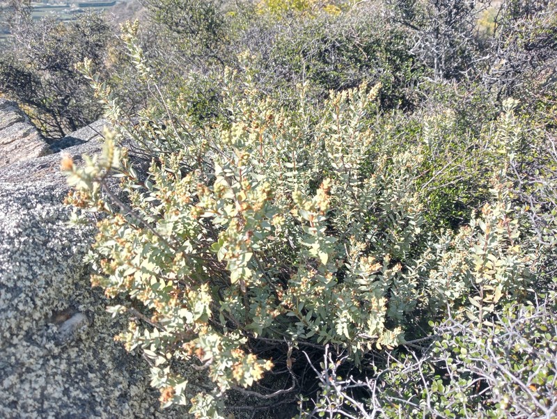 Veronica pimeleoides subsp. faucicola photo 2