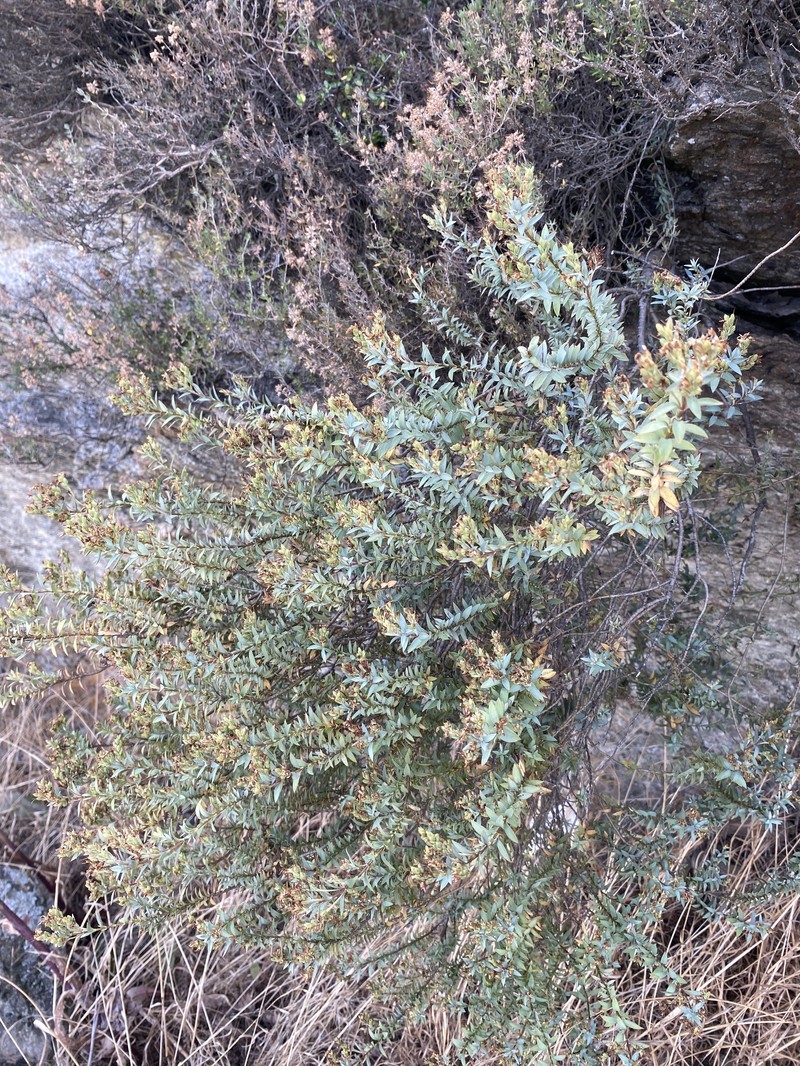 Veronica pimeleoides subsp. faucicola photo 3