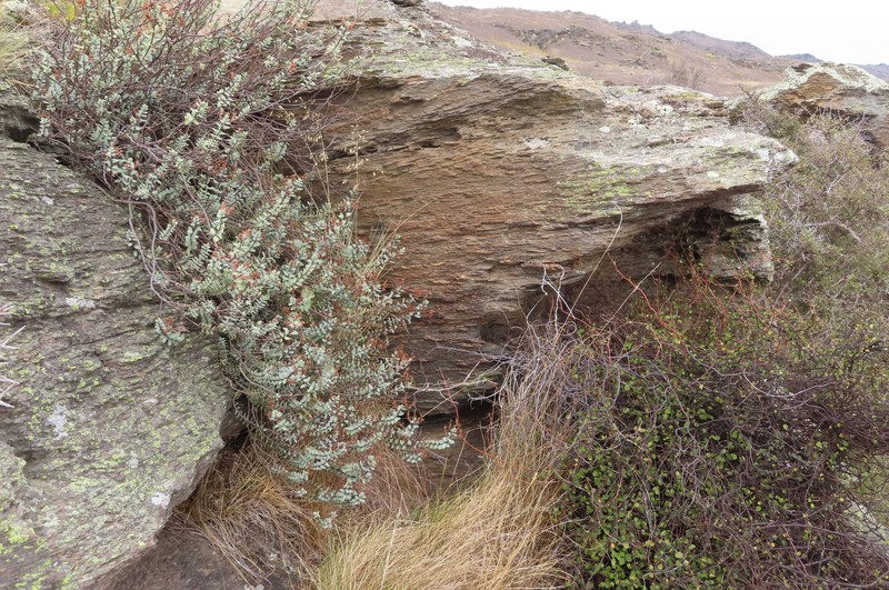 Veronica pimeleoides subsp. faucicola photo 4