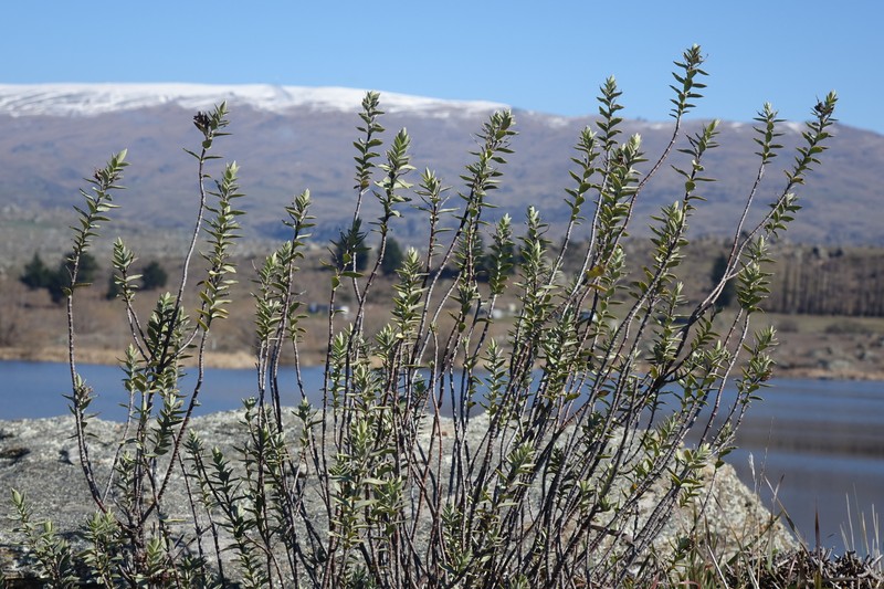 Veronica pimeleoides subsp. faucicola photo 5