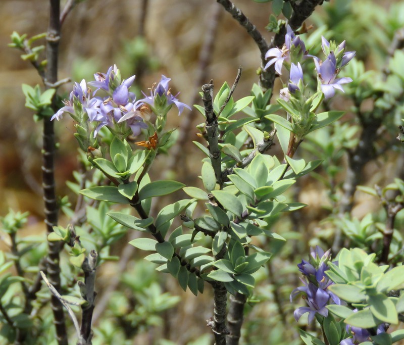 Veronica pimeleoides subsp. faucicola