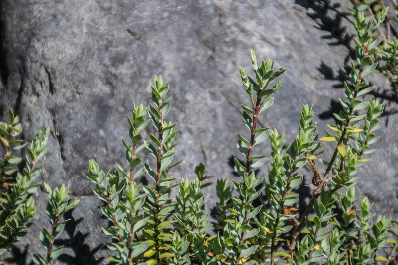 Veronica pimeleoides subsp. faucicola photo 6