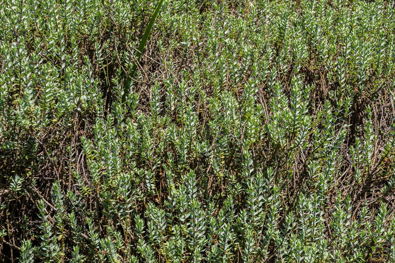 Veronica pimeleoides subsp. faucicola photo 7