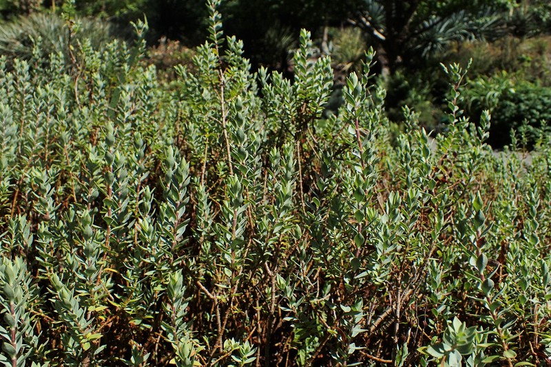 Veronica pimeleoides subsp. faucicola photo 8