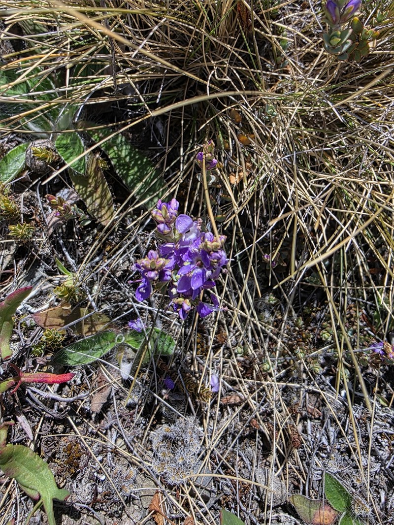 Veronica pimeleoides subsp. pimeleoides