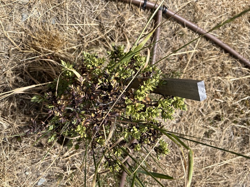 Veronica pimeleoides subsp. pimeleoides photo 2