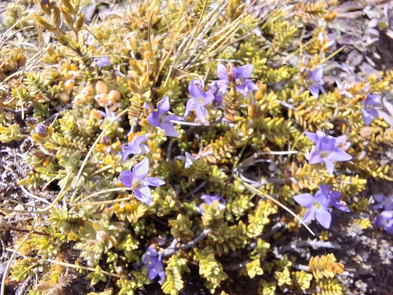 Veronica pimeleoides subsp. pimeleoides photo 3