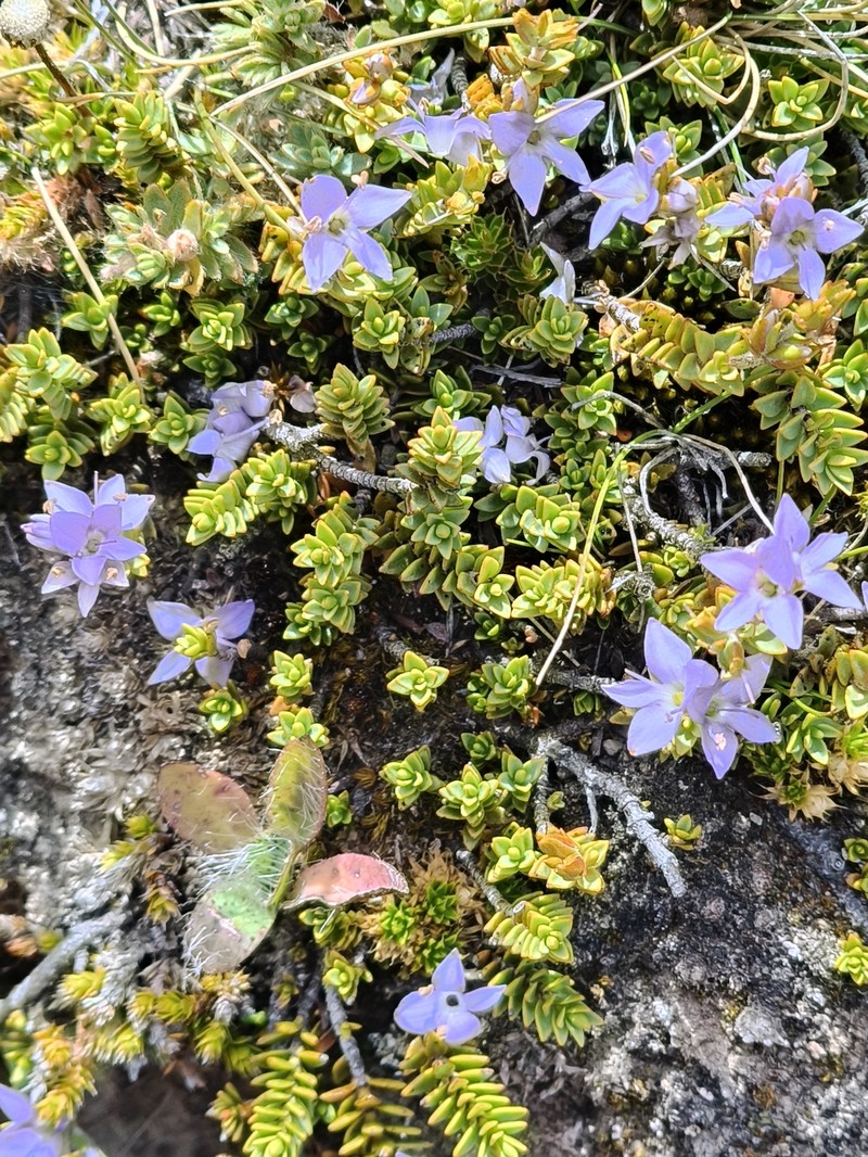 Veronica pimeleoides subsp. pimeleoides photo 4