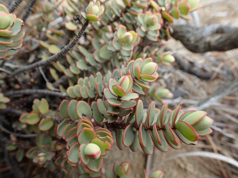 Veronica pinguifolia