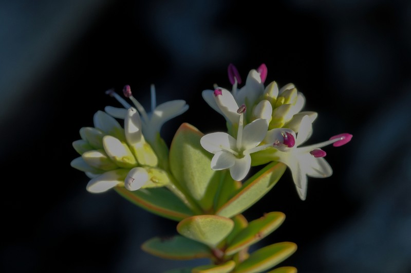Veronica pinguifolia photo 2
