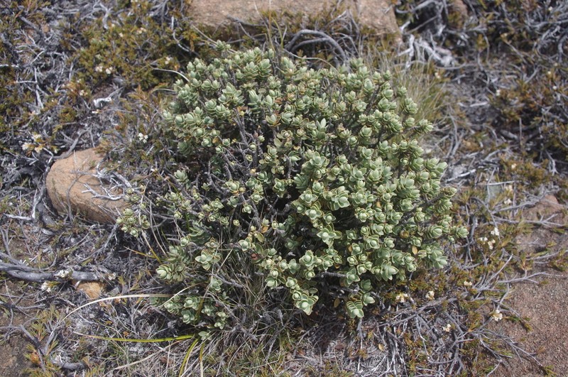 Veronica pinguifolia photo 3