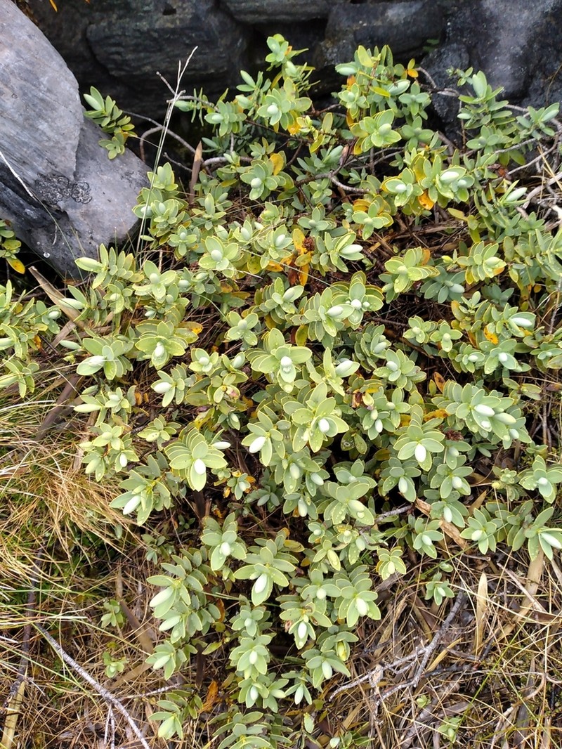 Veronica pinguifolia photo 4