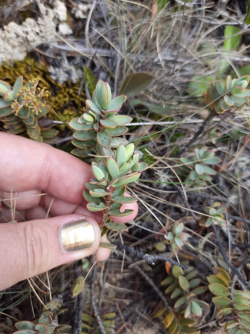 Veronica pinguifolia photo 5