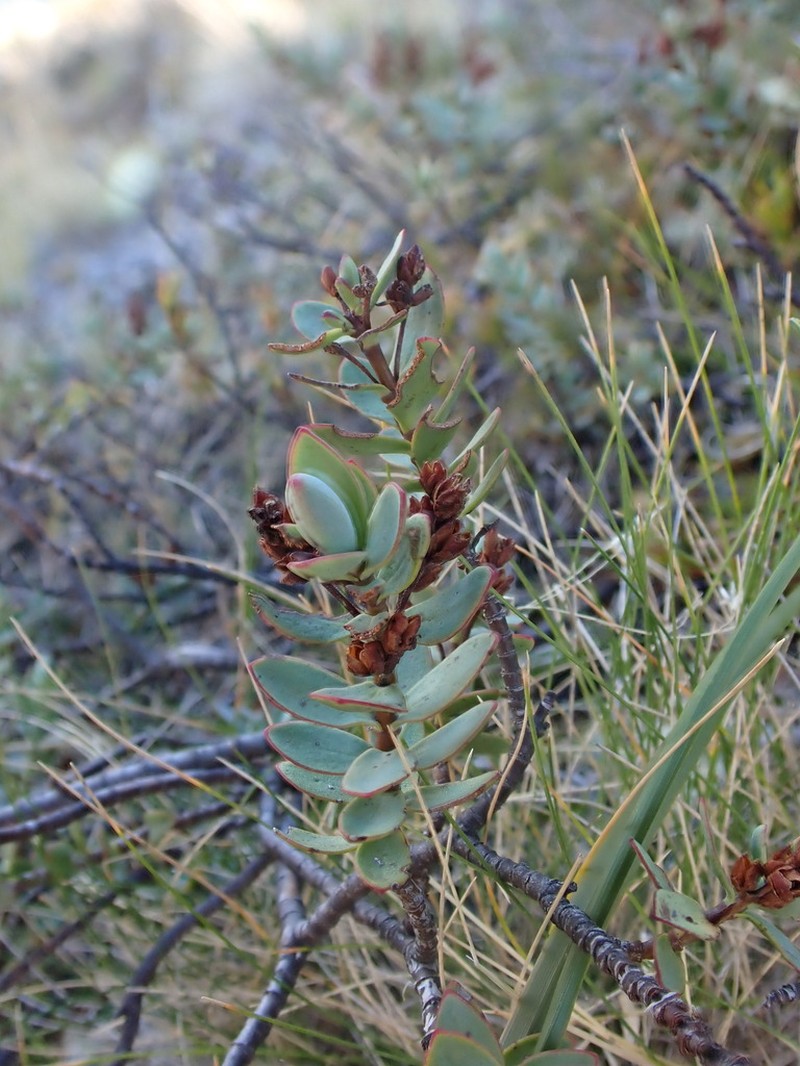 Veronica pinguifolia photo 6