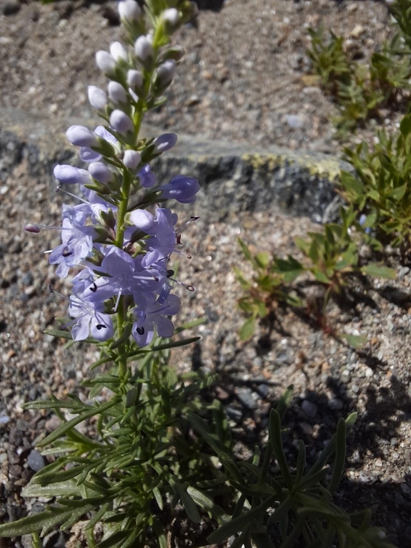 Veronica pinnata