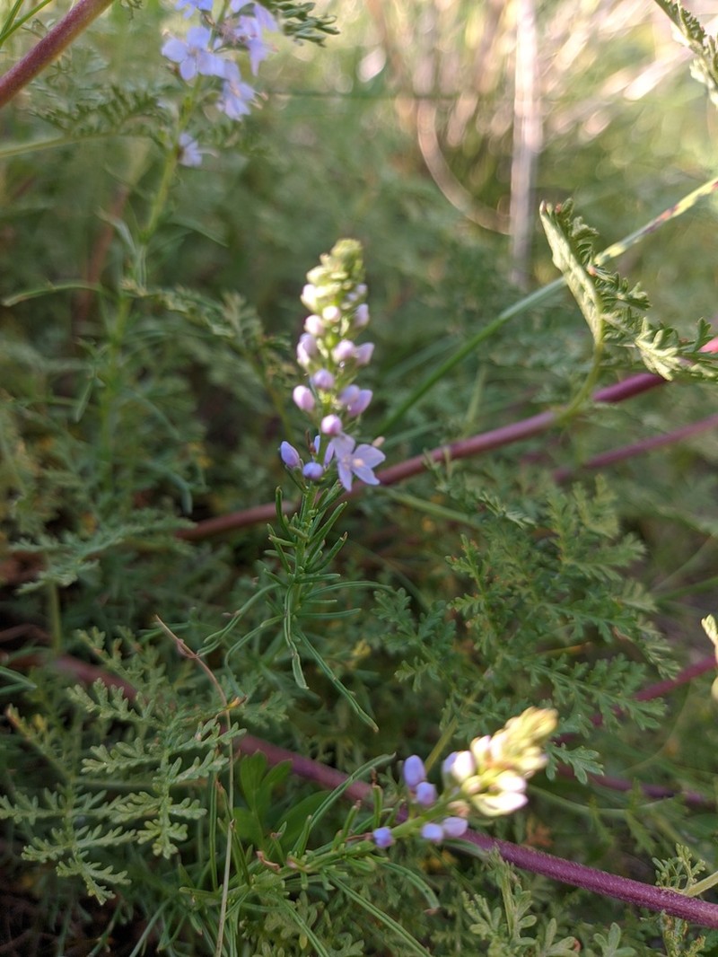 Veronica pinnata photo 2