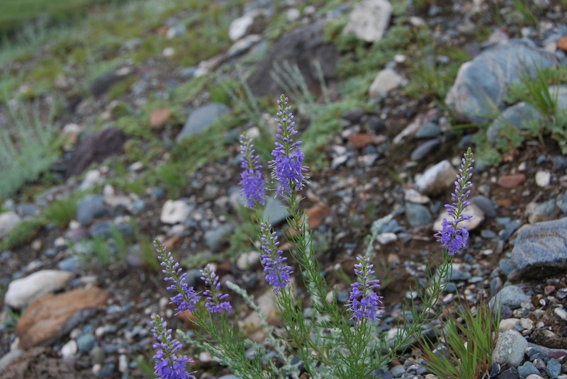 Veronica pinnata photo 3