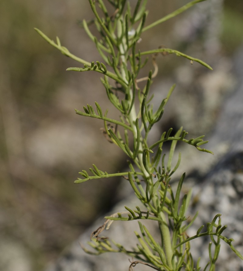 Veronica pinnata photo 4