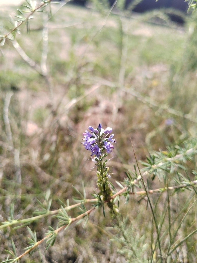 Veronica pinnata photo 5