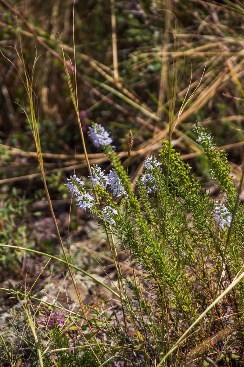 Veronica pinnata photo 6