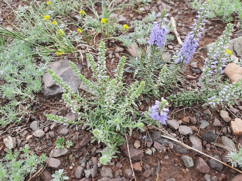 Veronica pinnata photo 7