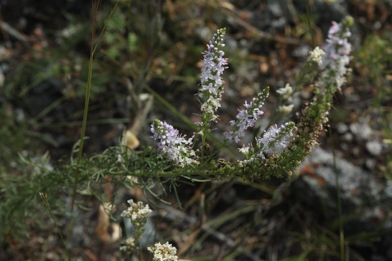 Veronica pinnata photo 8