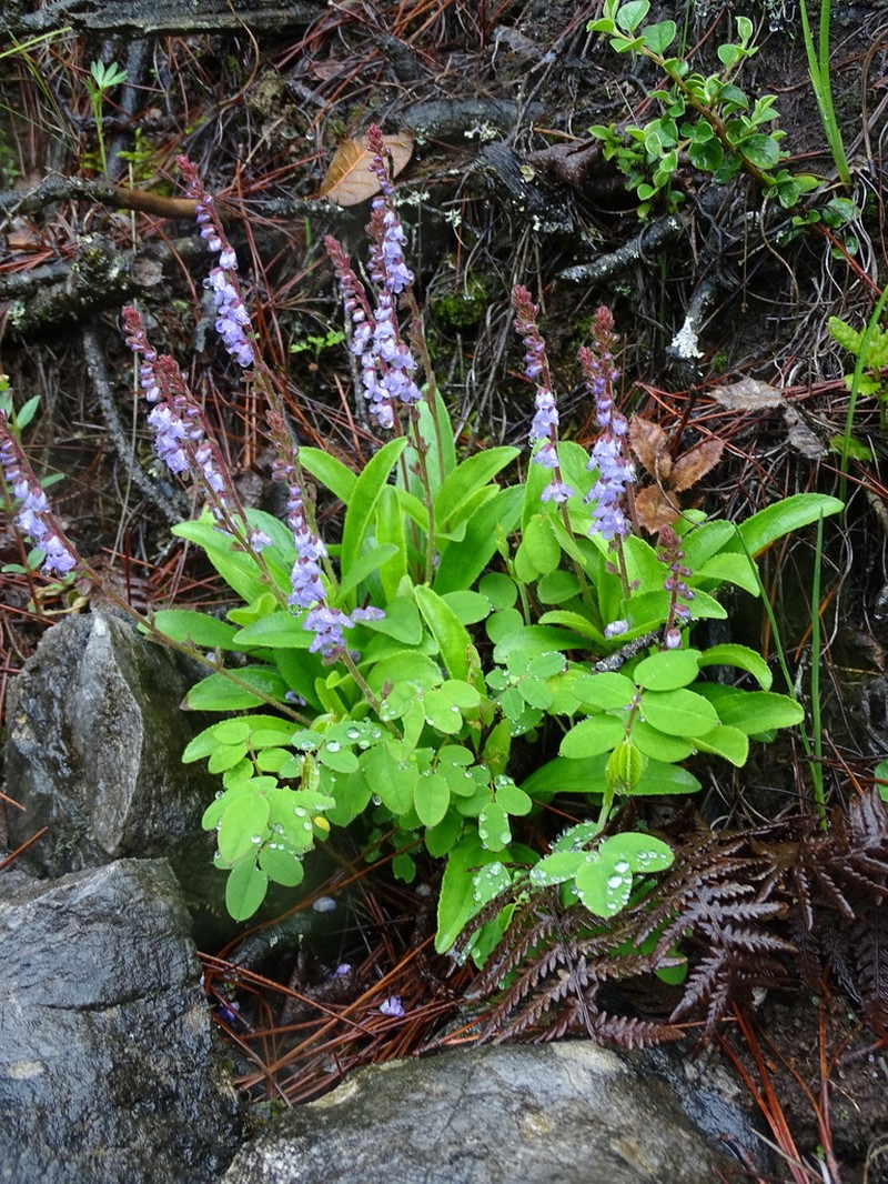 Veronica piroliformis