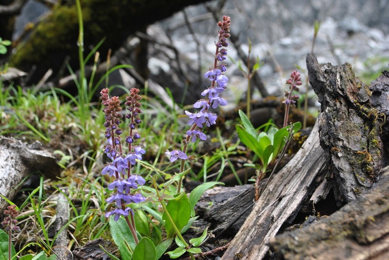 Veronica piroliformis photo 2