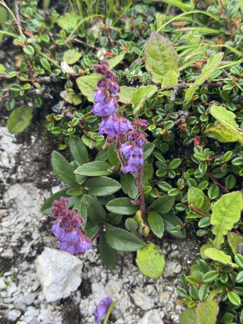 Veronica piroliformis photo 3