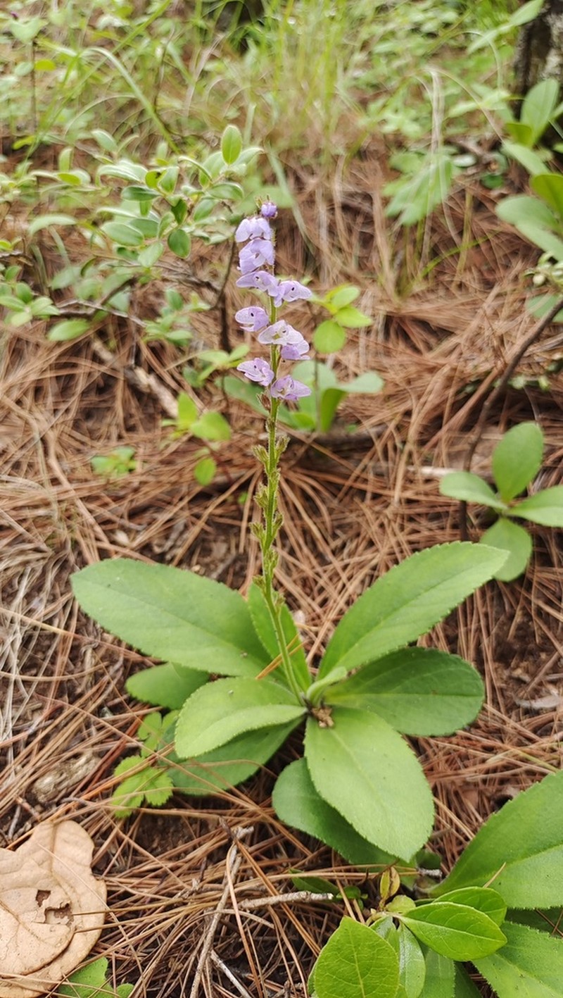 Veronica piroliformis photo 4
