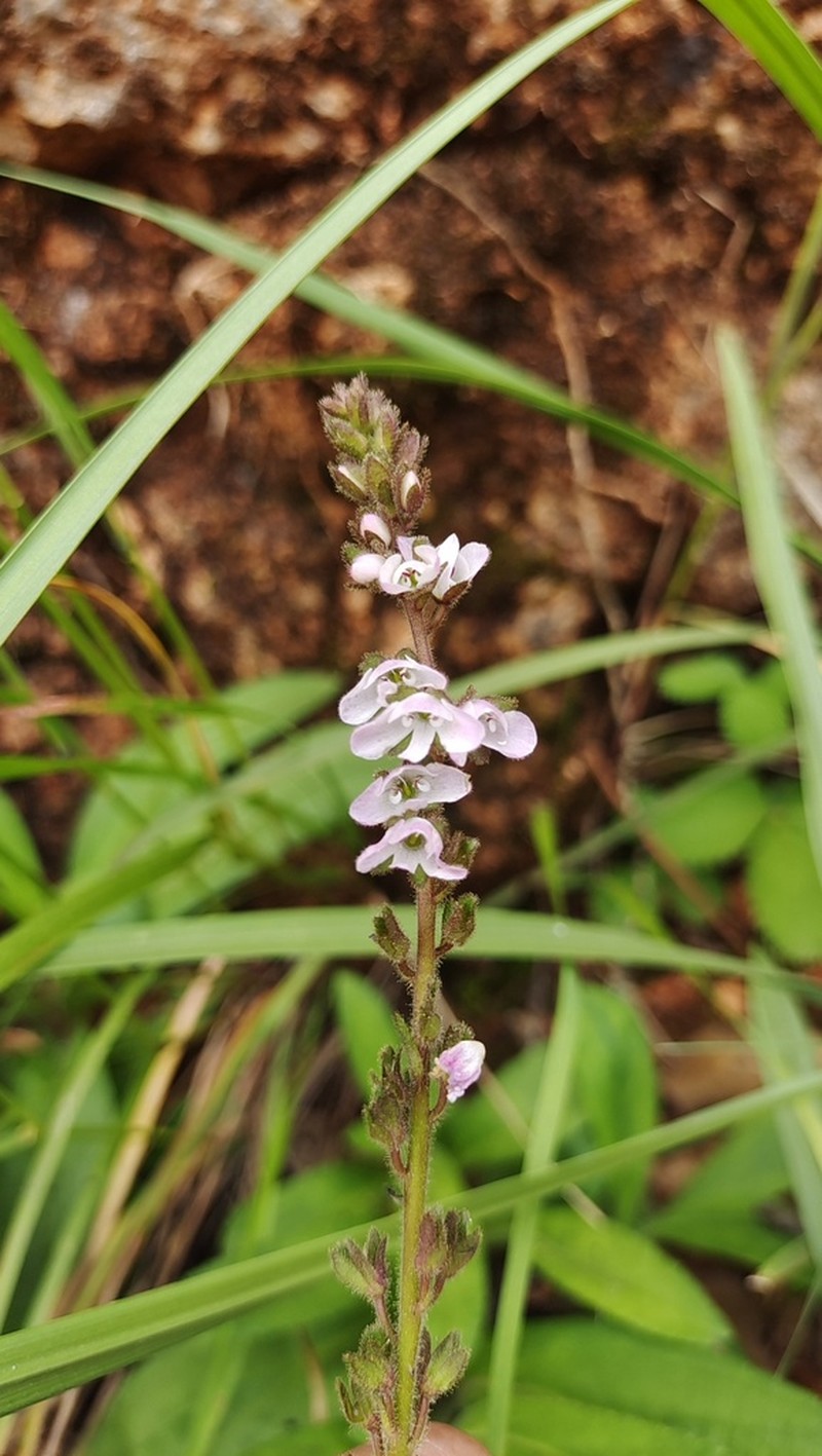 Veronica piroliformis photo 5
