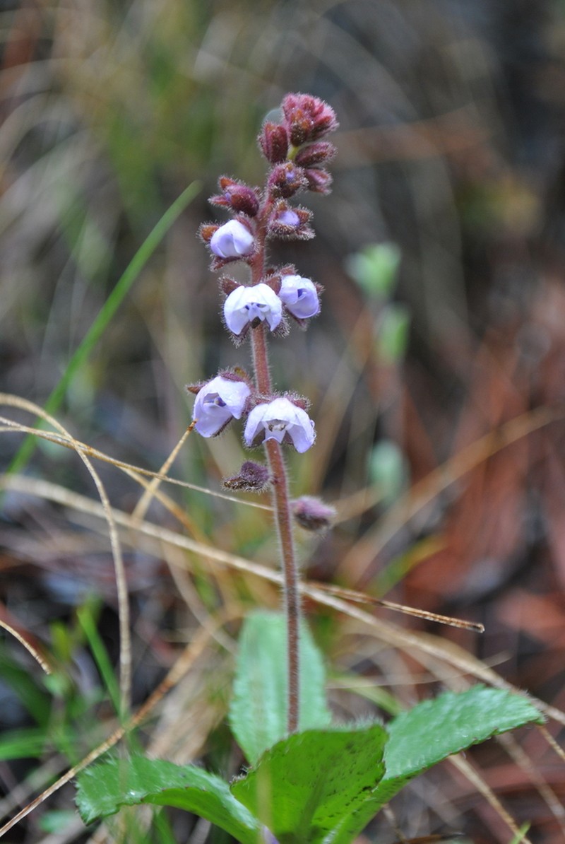 Veronica piroliformis photo 6