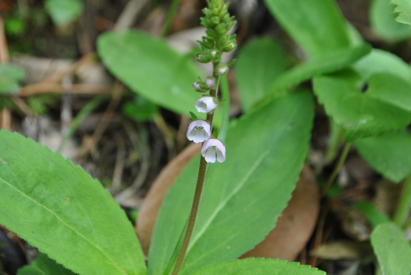 Veronica piroliformis photo 8