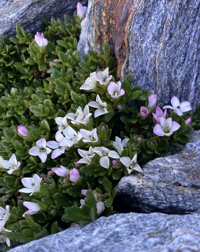 Veronica planopetiolata