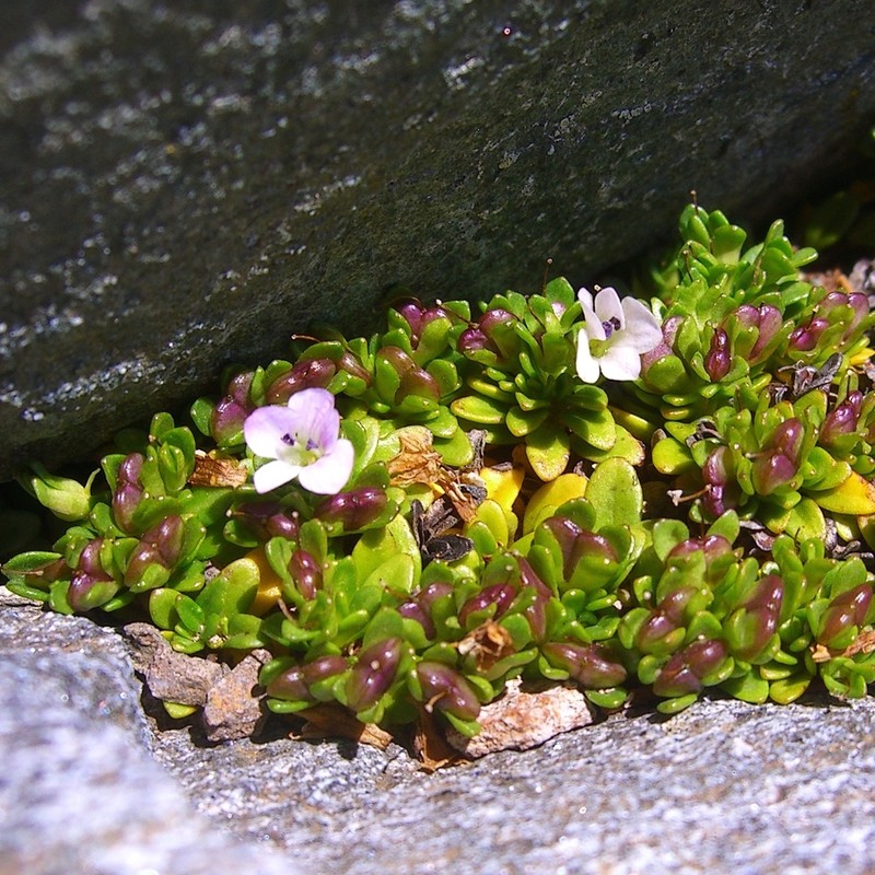 Veronica planopetiolata photo 2